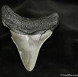Inch Georgia Megalodon Tooth #691-1